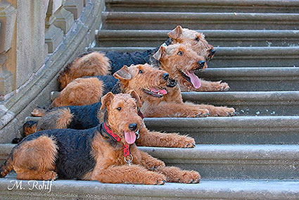 Gruppe Airedales